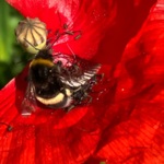 Profile picture of flore M.